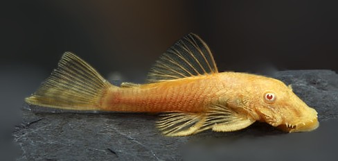 L144 Albino short fin Bristlenose